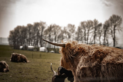 Cows in a field
