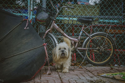 Dog standing on bicycle