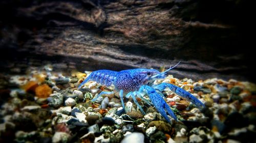 Blue lobster in sea