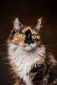 Close-up portrait of cat