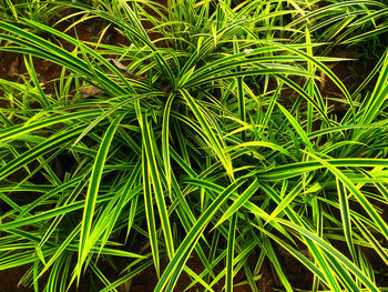 Full frame shot of grass growing on field