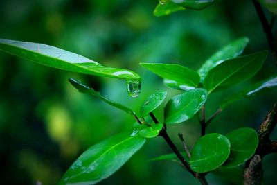 Close-up of green leaves