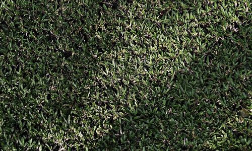 Full frame shot of grassy field