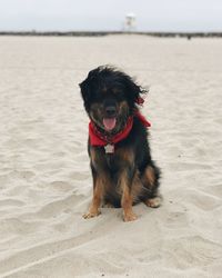 Portrait of dog on beach against sea