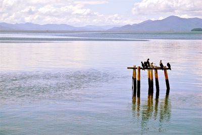  birds in sea against sky