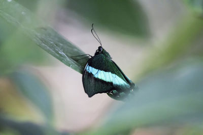 Close-up of butterfly on plant