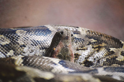 snake