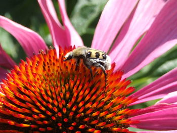 Close-up of insect pollinating on echinacea 