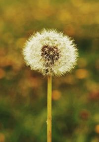 Close-up of dandelion