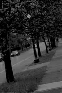 Empty road along trees