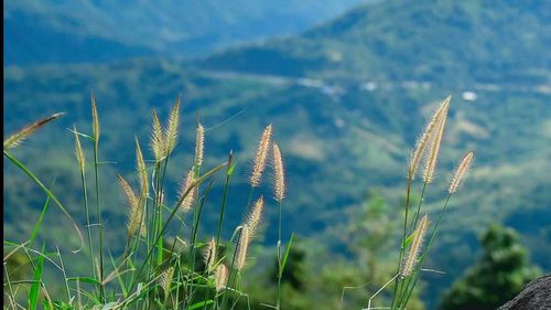 Close-up of wheat growing on field against sky