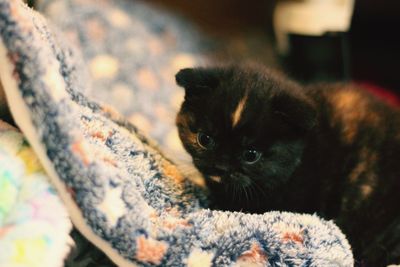 British shorthaired kitten 