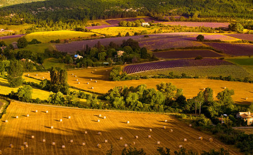 High angle view of agricultural field