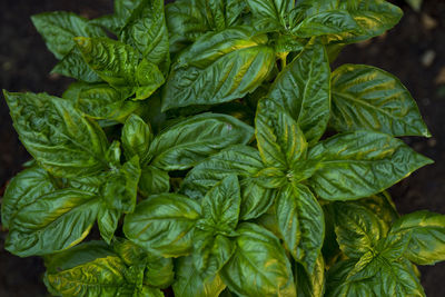 Close-up of fresh green plants