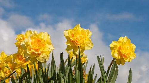 Close-up of yellow flowers