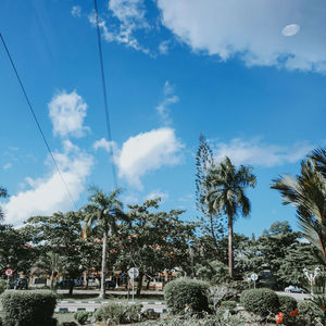 Low angle view of coconut palm trees against blue sky