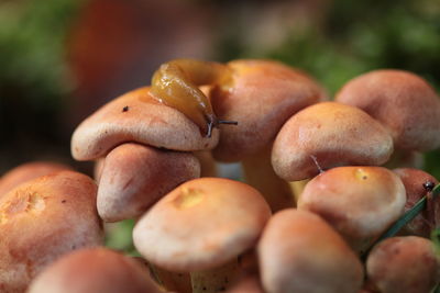 Close-up of mushrooms growing on plant