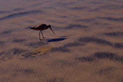 Bird perching on sand at beach