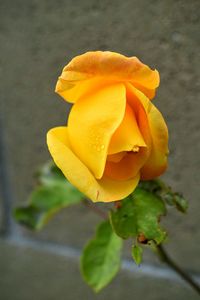 Close-up of yellow rose