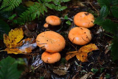 Close-up of mushrooms growing on field