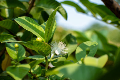 Close-up of white flowering plant