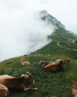 Alpine cows lying on grass among mountains and fog