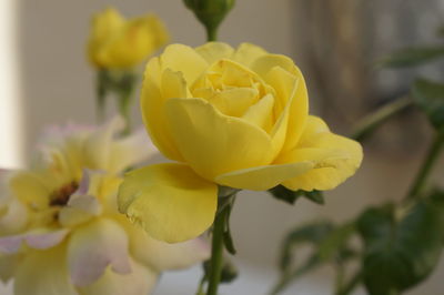 Close-up of yellow rose blooming outdoors