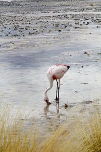 Panoramic view of lagoon laguna de canapa with flamingo at uyuni in bolivia,south america