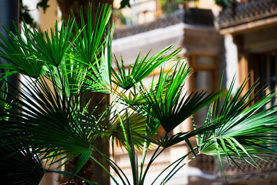 Close-up of a green palm tree in the center of the gothic quarter of barcelona.