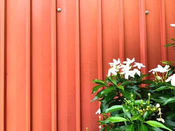 Close-up of red flowering plant