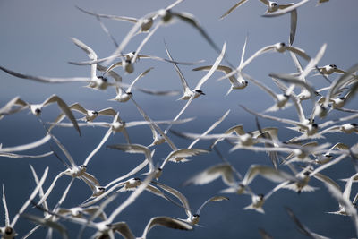 Flock of birds flying in blue sky