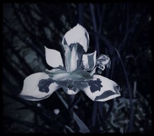 Close-up of white flowers