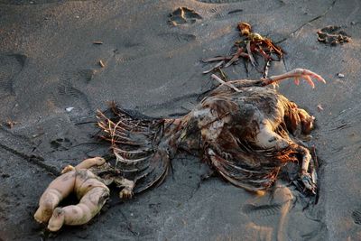 High angle view of crab on beach