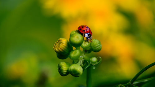 Close-up of ladybug on flower