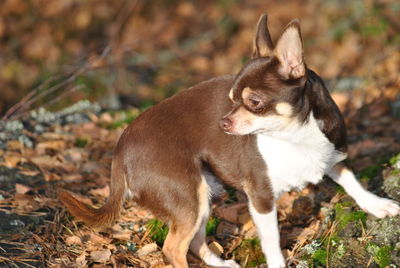 Close-up of dog on field