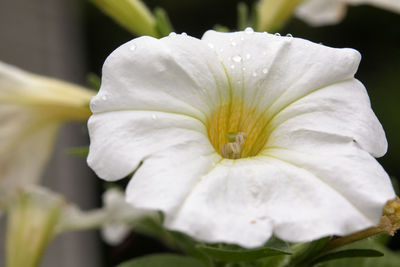 Close-up of white day lily blooming outdoors