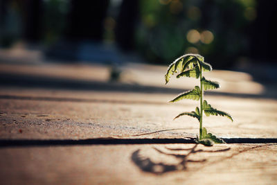 Close-up of small plant growing outdoors