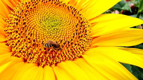 Close-up of insect on sunflower