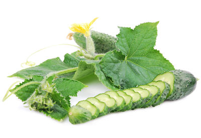 Close-up of fresh green plant against white background