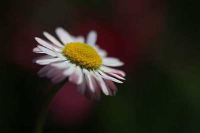 Close-up of white daisy flower