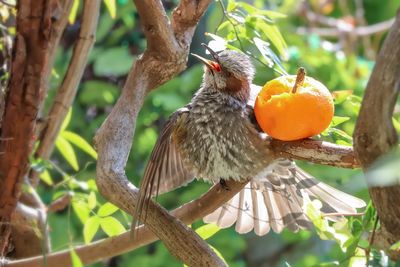 Close-up of bird perching on tree