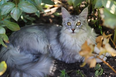 Portrait of a cat in the garden