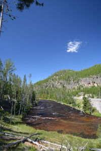 Scenic view of trees growing on field against sky