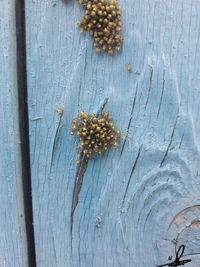 High angle view of berries on table