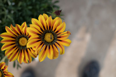 Close-up of yellow flower