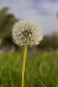 Close-up of dandelion flower