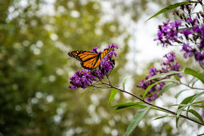 Butterfly on purple flower