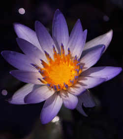 Close-up of purple flower