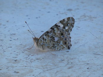 High angle view of butterfly