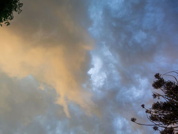 Low angle view of trees against sky